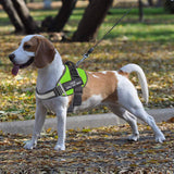 PERSONALISED NO PULL HARNESS