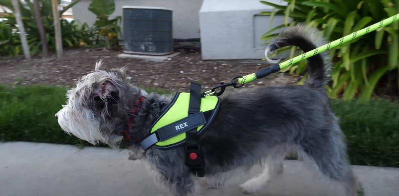 PERSONALISED NO PULL HARNESS