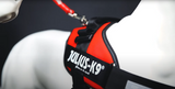 PERSONALISED NO PULL HARNESS